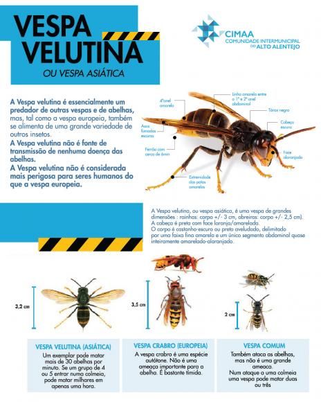 Vespa Velutina  - "Vespa Asiática"